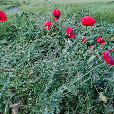 Daisy Harmony Hills * Rogachevo