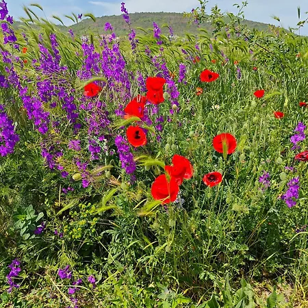 Daisy Harmony Hills * Rogachevo